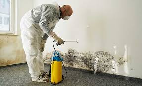 Why You Should Choose Our Mold Remediation Services in Montague, MI